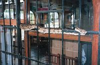 boa constrictor on iron gate