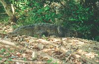 Crocodile in estuary at Playa La Ropa