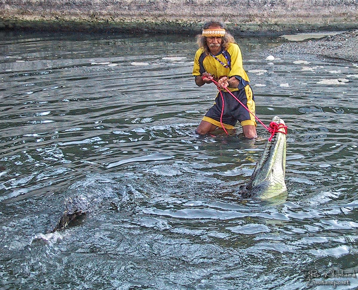Tamak&uacute;n captures a crocodile, Zihuatanejo
