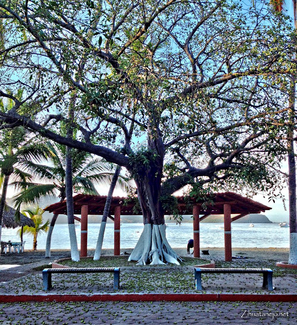 Amate tree drops its fruit, Zihuatanejo