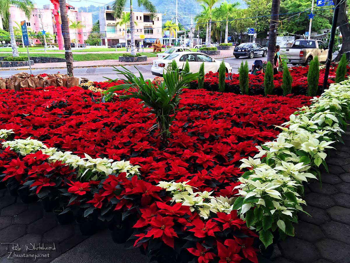 Poinsettias at Plaza Kioto, Zihuatanejo