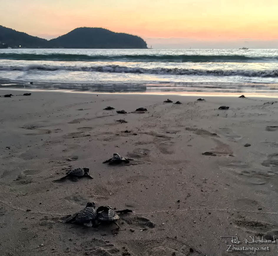 Sea turtle hatchlings at La Ropa Beach, Zihuatanejo