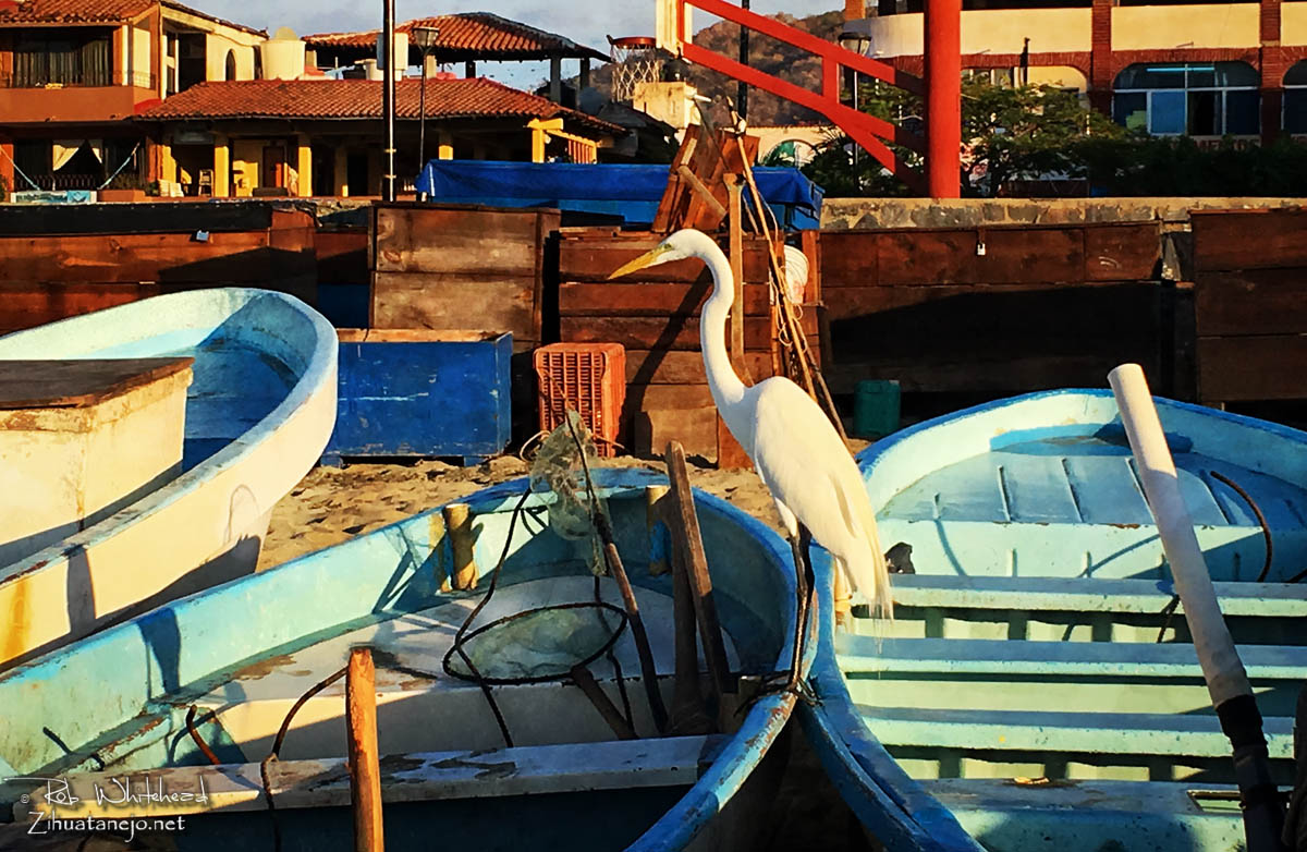 Great egret, Zihuatanejo