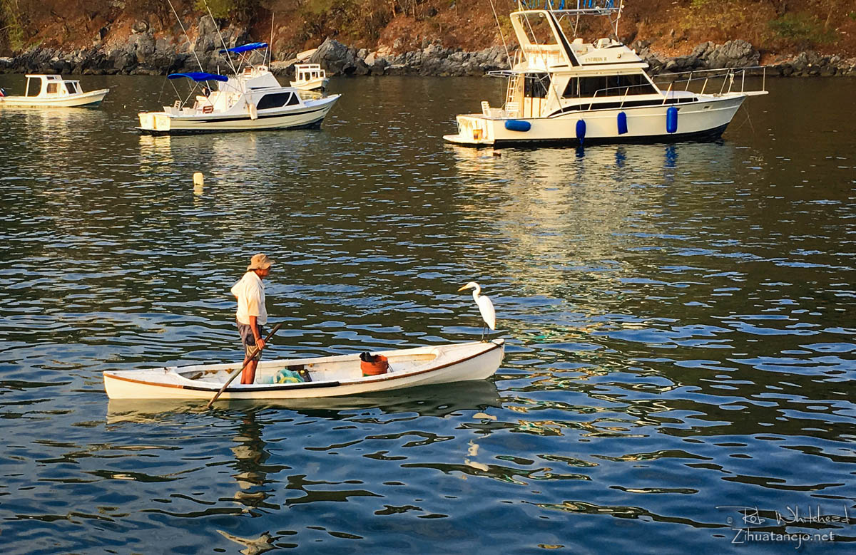 Fisherman in canoe with great egret, Zihuatanejo