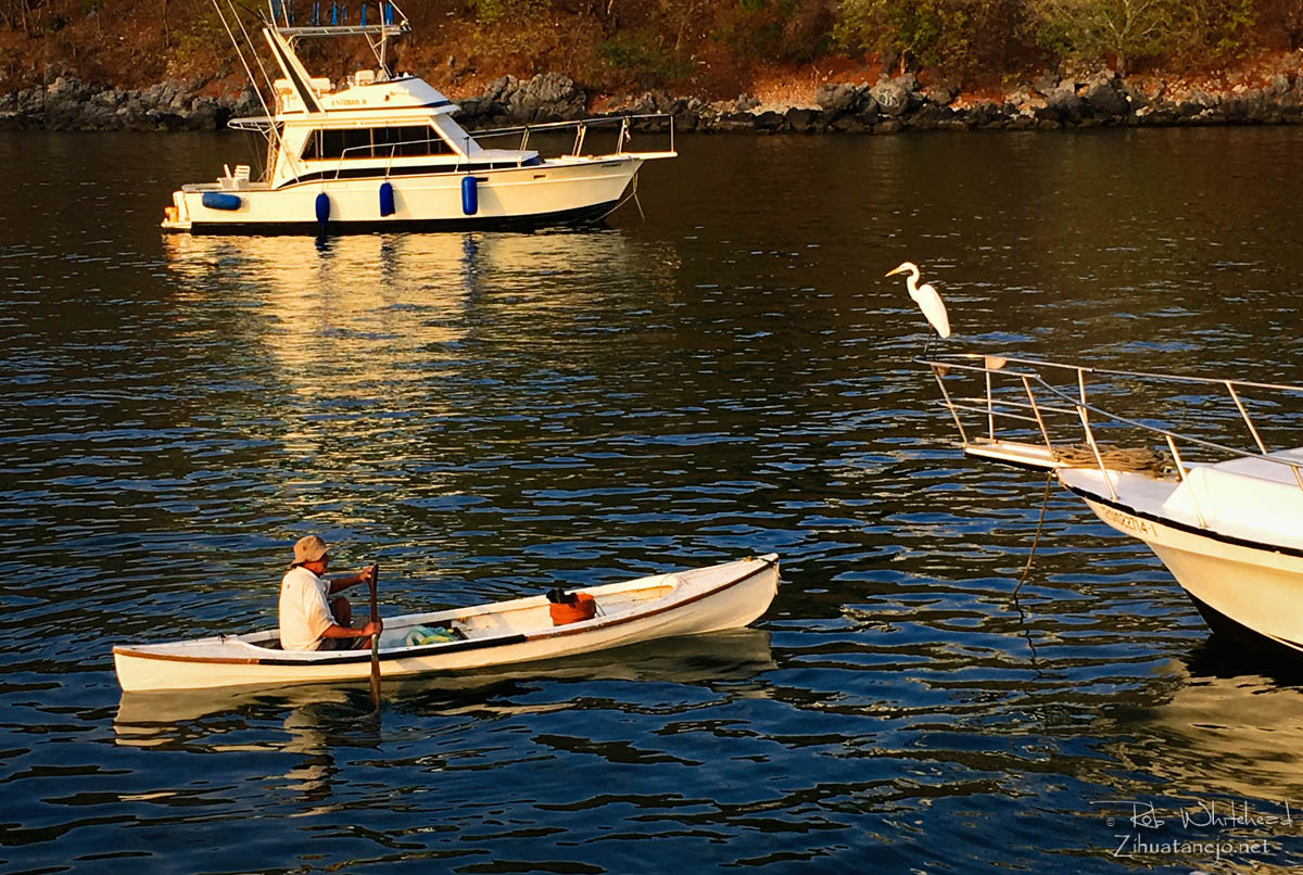 Fisherman in canoe with great egret, Zihuatanejo
