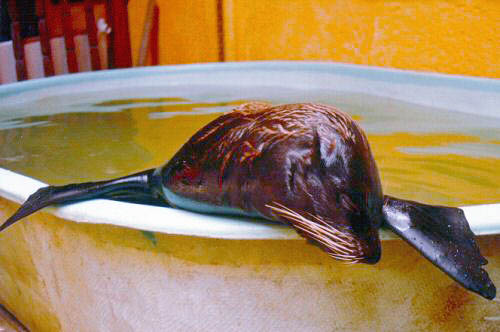 PANFILA - SEA LION / LOBO MARINA